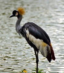Elegance in Flight