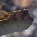 Fugu in Focus