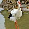White Stork in its Natural Habitat