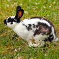 Rabbit in the Grass