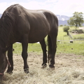 Horse Grazing