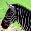 Zebras in their natural habitat