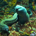 Eel's Embrace