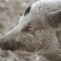 Portraits of Pigs